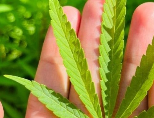 SCJN: portar marihuana para consumo personal no será penalizado