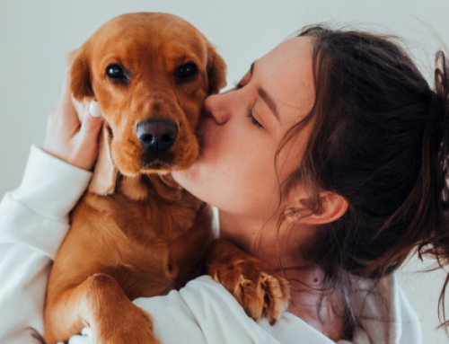 Humanización de mascotas es un riesgo para ellas